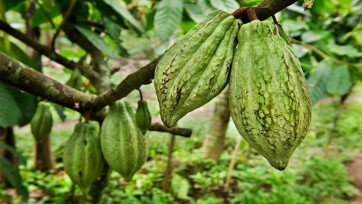 Cacao van Nestlé Nederland is voortaan 100% duurzaam