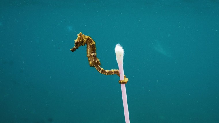 Zeepaardje met wattenstaafje  gemaakt door fotograaf Justin Hofman