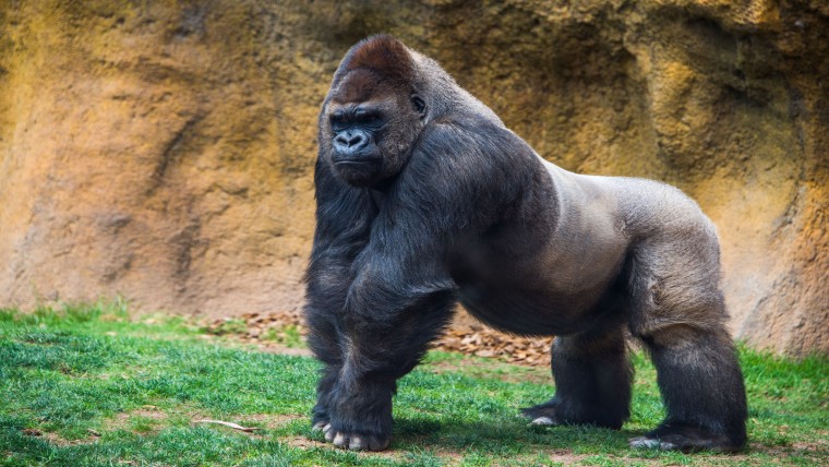 Gorilla