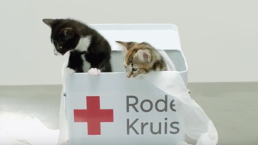 Van kittens tot GTST-sterren: Rode Kruis haalt alles uit de kast om EHBO interessant te maken