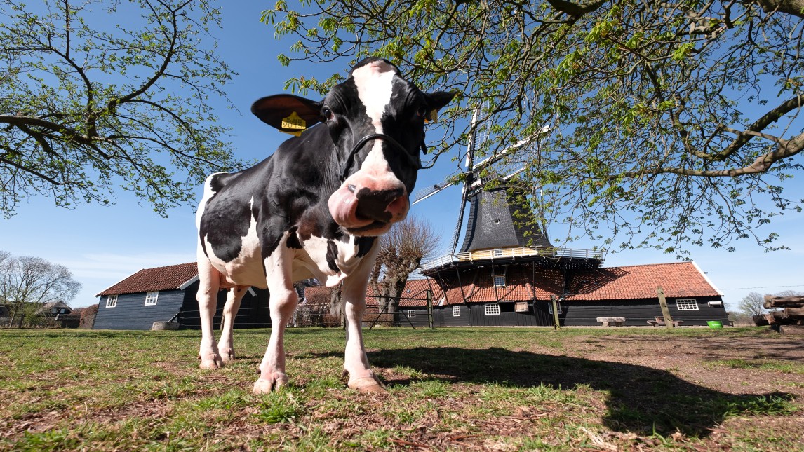 Cowfluencer Liesje22 bij Pelmolen ter Horst - Visit Twente