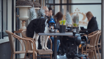 Volkswagen biedt honden (en baasjes) ultieme vrijheid met nieuwe app