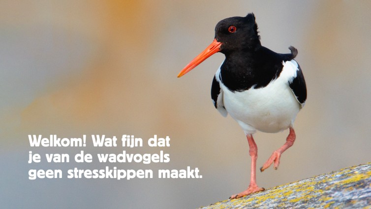 Vogelbescherming start campagne om de wadvogels te beschermen