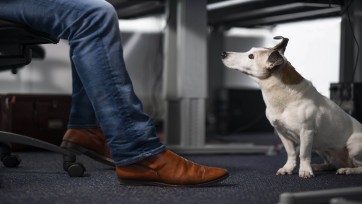 Honden moeten stress verminderen in nieuwe campagne Menzis