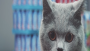 Viral van de week: Kattenfilmpje 2.0