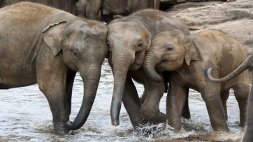 IFAW kiest Mediatic als nieuw PR-bureau