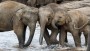 IFAW kiest Mediatic als nieuw PR-bureau
