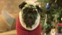 Hond Gizmo redt kerst in commercial Vision Direct