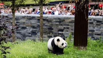 Met deze PR-strategie maakte Ouwehands Dierenpark de panda's tot hype