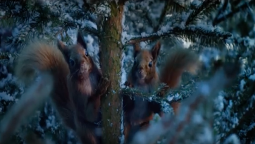 Strategen: ‘Jumbo is winnaar kerstcommercials’