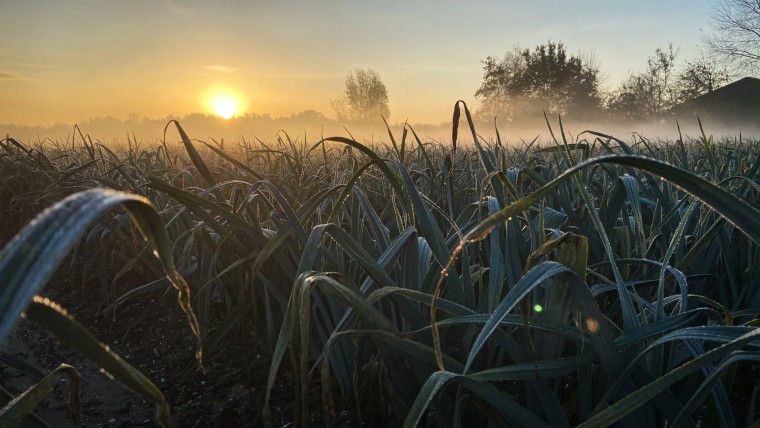 Grow - Daglicht