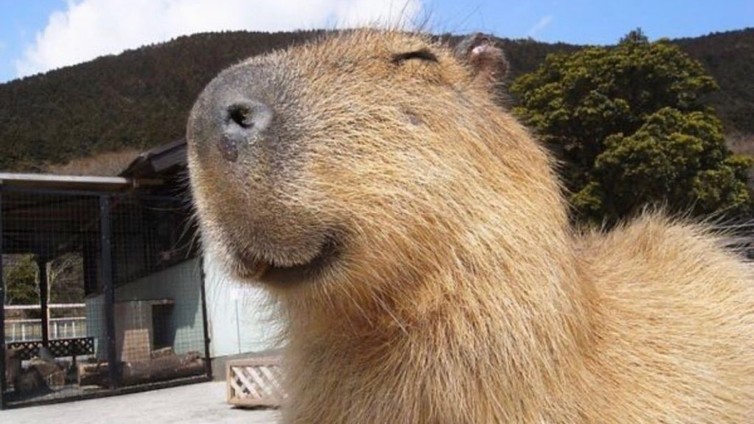 Capybara