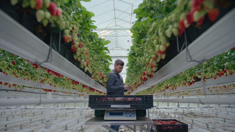 Koopkracht-aardbeien