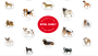 Royal Canin lanceert online matchmaker: ‘The Royal Family’