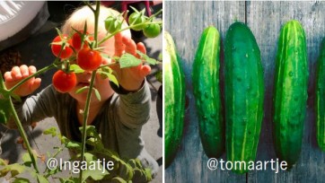 AH presenteert Moestuinkampioenschap en maakt er een ‘ludiek’ feestje van