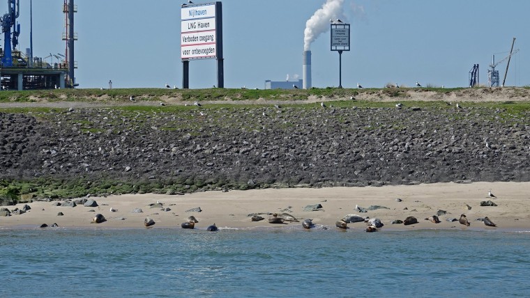 Milieu en haven: Zeehonden bij de Rotterdamse Nijlhaven