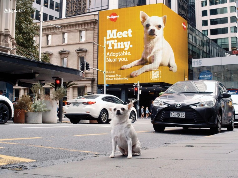 Adoptable van Pedigree