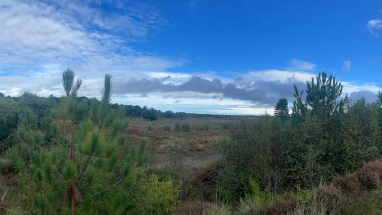 Heide op Terschelling