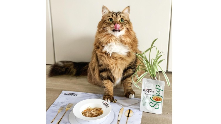 Purina Gourmet