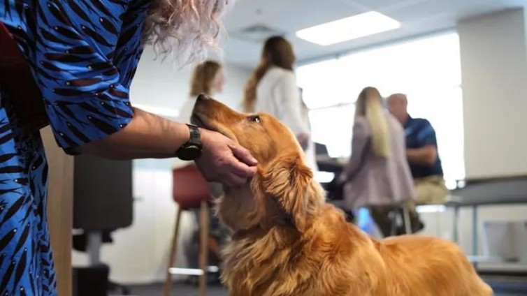 Elanco Animal Health kiest Initiative in Nederland en België