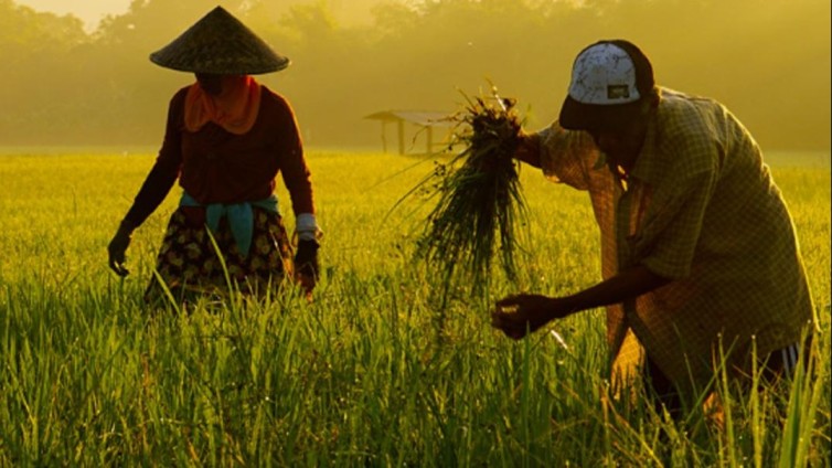 Supermarkten en merken stappen vaker over op duurzame rijst