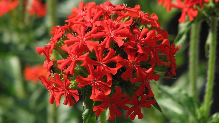 Brandende liefde (Silene chalcedonica, voorheen Lychnis chalcedonica)