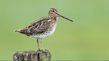 Nieuwe pricing strategie levert Natuurmonumenten de komende jaren al tonnen extra op