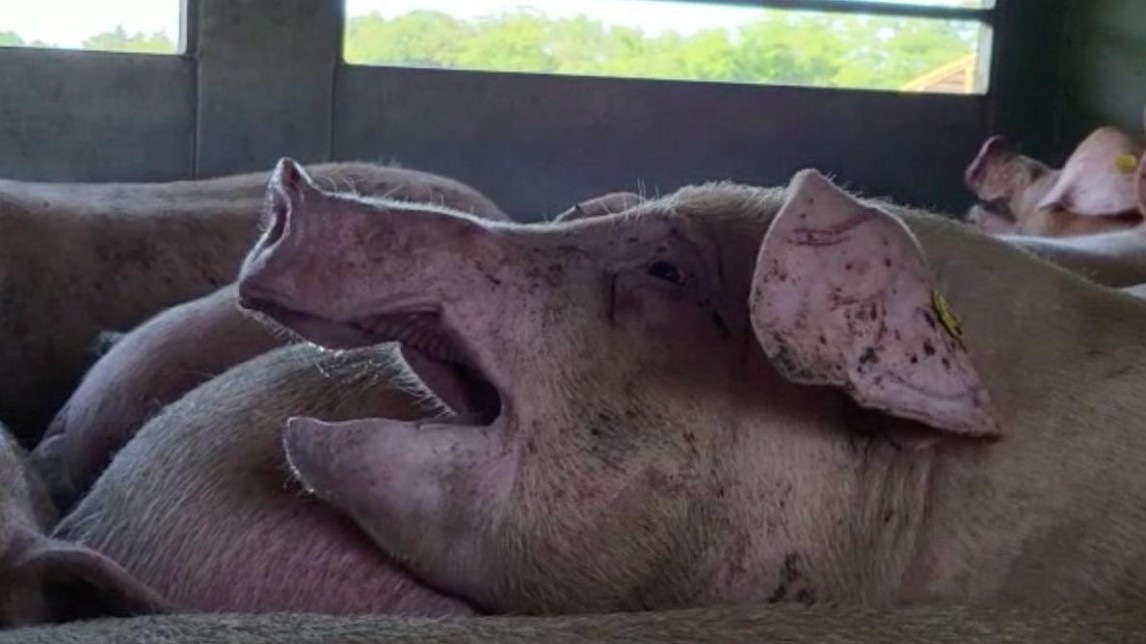 Oververhitte varkens in Zembla-uitzending