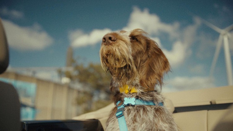 ANWB's pratende hond, de snelle wasjes van Robijn en meer campagnes