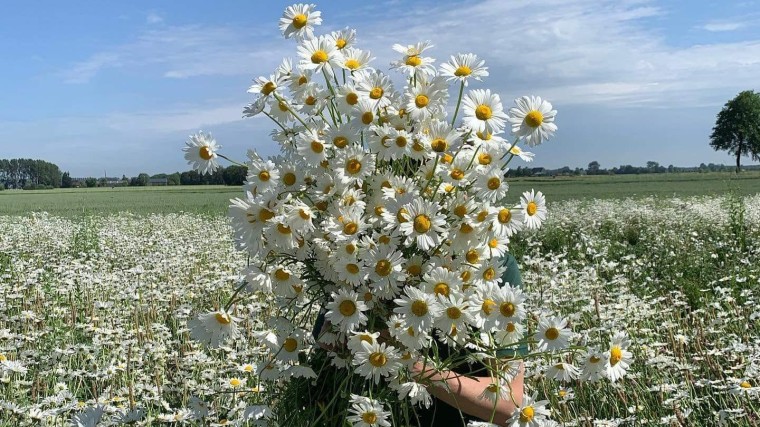 De bloemen van deze kruiden trekken insecten aan die hard nodig zijn voor het biologisch bestuiven van gewassen