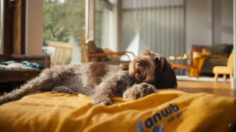 Buddy onder de föhn: ANWB promoot betaalbare energie in nieuwe campagne