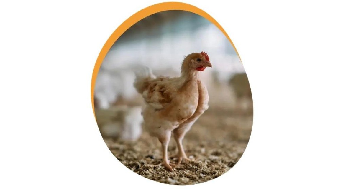 Kip, het meest veelzijdige stukje vlees, kip!