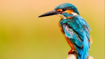 Vogelbescherming en acht partners kiezen voor Gardeners