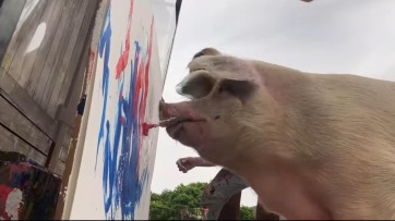 Pigcasso en de auteursrechten van een schilderend varken