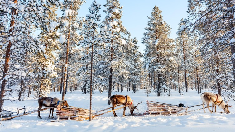 rendieren in Fins Lapland