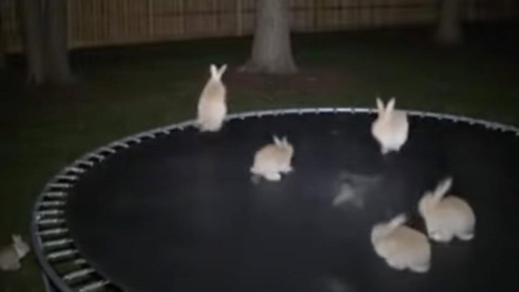 Springende AI konijnen