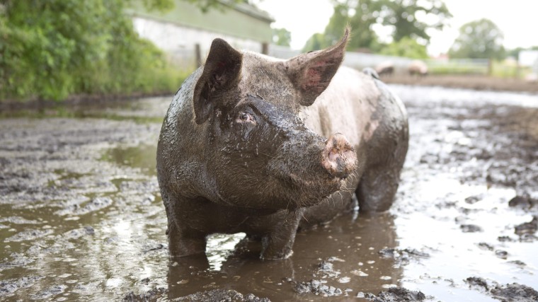 Een varken met bruine ogen