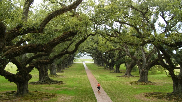 Meer dan 300 jaar oude eiken op de Oak Alley Plantation in de VS