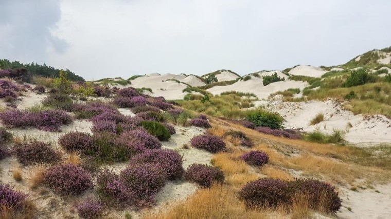 Boswachterspad Schoorlse Duinen