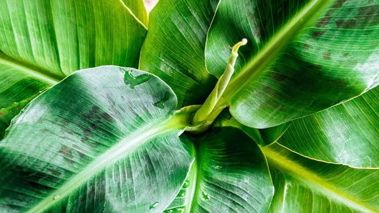 Veel planten, zoals deze bananenplant, hebben een heel complex en slim ontwerp dat an sich al ontzettend kan inspireren