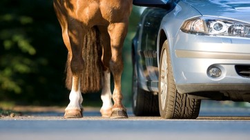 Ruiters wijzen andere weggebruikers op wat je doet als je een paard ontmoet