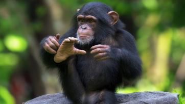 Burgers' Zoo heeft chimpansees als influencers