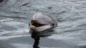 Dolfinarium misleidt publiek met slogan, oordeelt Reclame Code Commissie